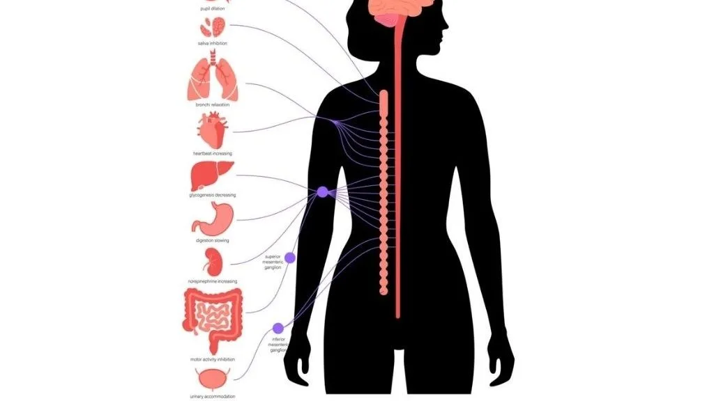 Hệ thần kinh giao cảm có vai trò gì? Cấu trúc và ý nghĩa lâm sàng trong hệ cơ quan