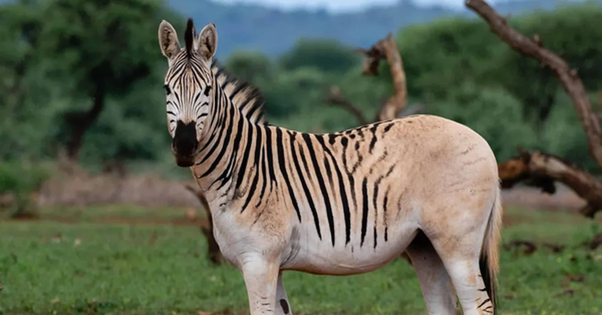 Con quagga cuối cùng trên thế giới qua đời, khép lại số phận của một loài ngựa vằn đặc biệt!