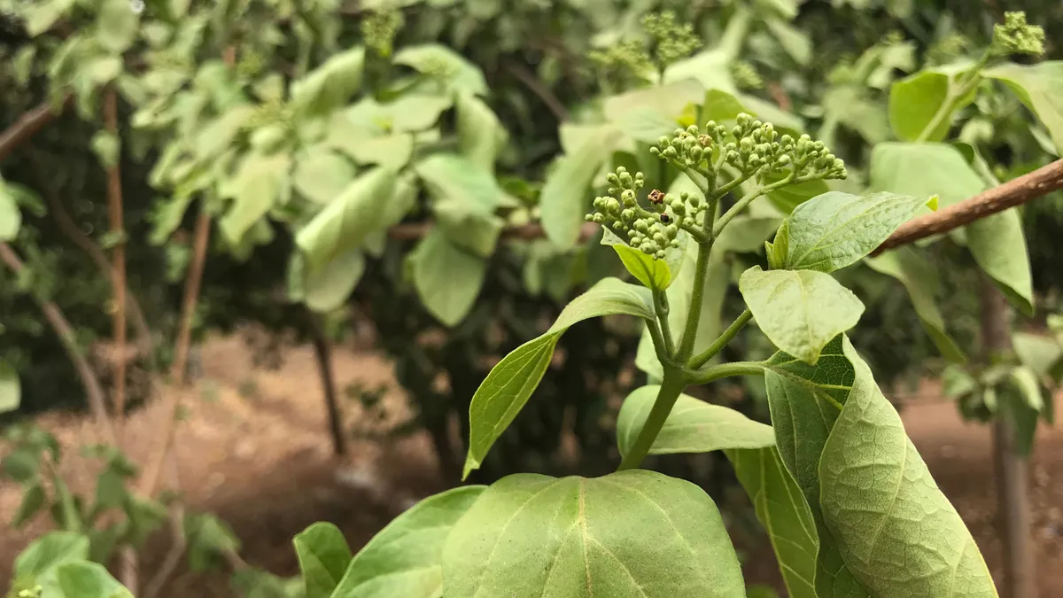 Lá cách có công dụng gì? Lưu ý khi sử dụng