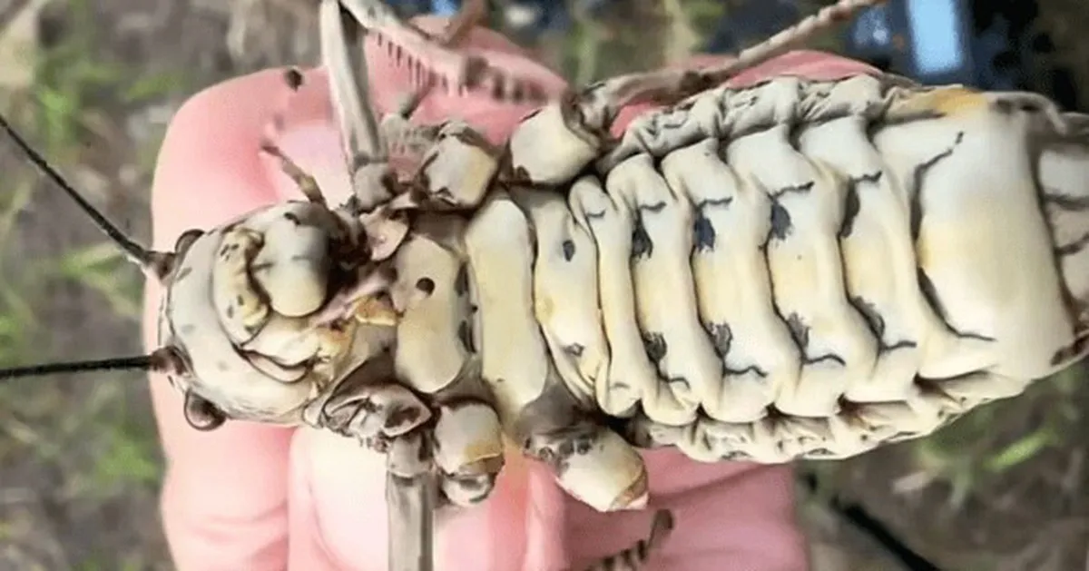 Phát hiện loài côn trùng lạ được ví như bình dầu sống khiến dân mạng tranh cãi nảy lửa!