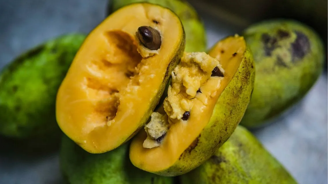 Tất tần tật về quả Pawpaw: Công dụng, giá trị dinh dưỡng và cách dùng