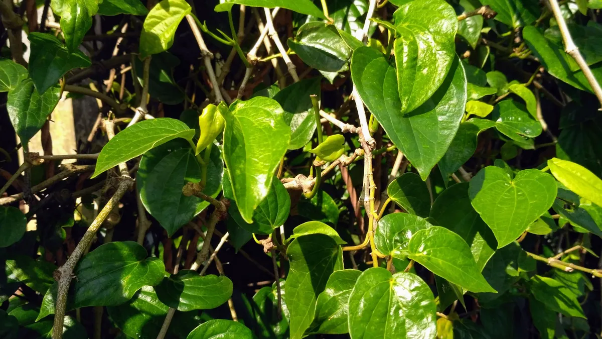 Lá trầu không: Đặc điểm, công dụng và lưu ý sử dụng