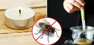 11 cách đuổi ruồi ra khỏi nhà vĩnh viễn hiệu quả bạn nên biết