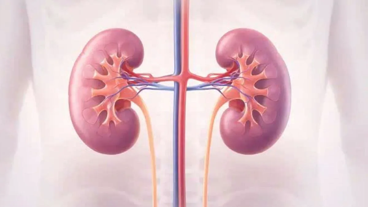 Nhu mô thận: Cấu trúc, chức năng và các dấu hiệu cần biết