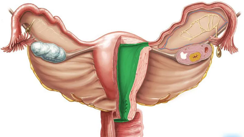 Endometrium là gì? Vai trò của endometrium đối với sức khỏe phụ nữ