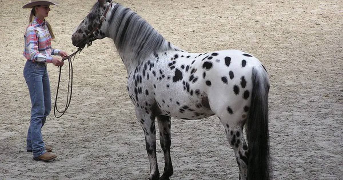 Ngựa Appaloosa hoa mai: Sinh vật đột biến gen mang vẻ đẹp quý phái nhưng ẩn chứa nhiều khiếm khuyết bí ẩn