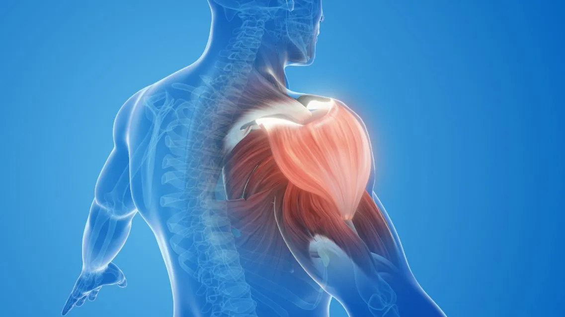 Giải phẫu cơ vai: Cấu tạo, chức năng và những điều cần biết