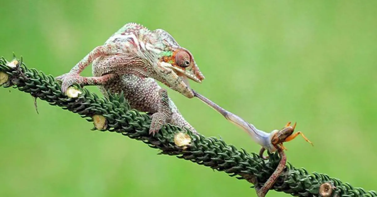 Cơ lưỡi 'đẩy ra' của tắc kè hoa có thể mở ra một thế hệ công nghệ không gian và y tế mới