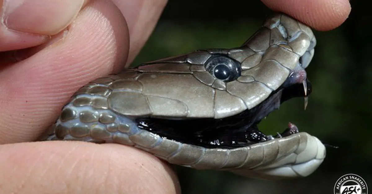 Thuốc giải rắn mamba: Cứu người trong chớp mắt, nhưng lại khiến cơ thể 'bùng nổ' như thế nào?