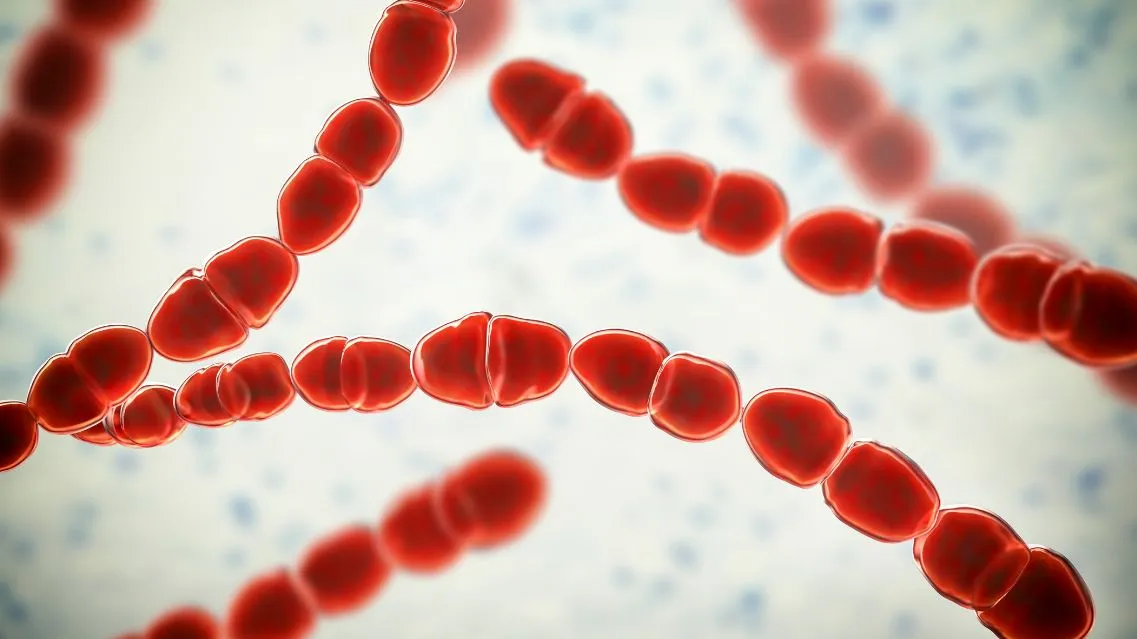 Streptococcus thermophilus là gì? Lợi ích sức khỏe và cách bổ sung