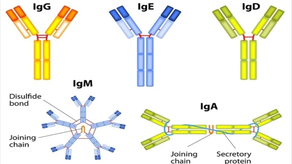 Vai trò của kháng thể IgG trong hệ thống miễn dịch