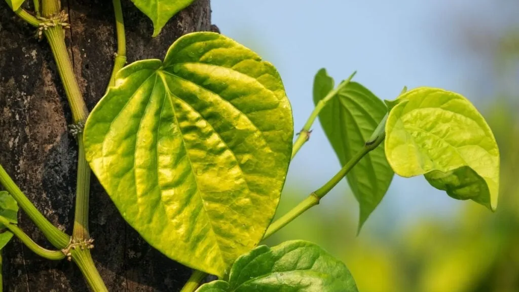 Lá trầu không có phải là lá lốt không? Cách phân biệt như thế nào?
