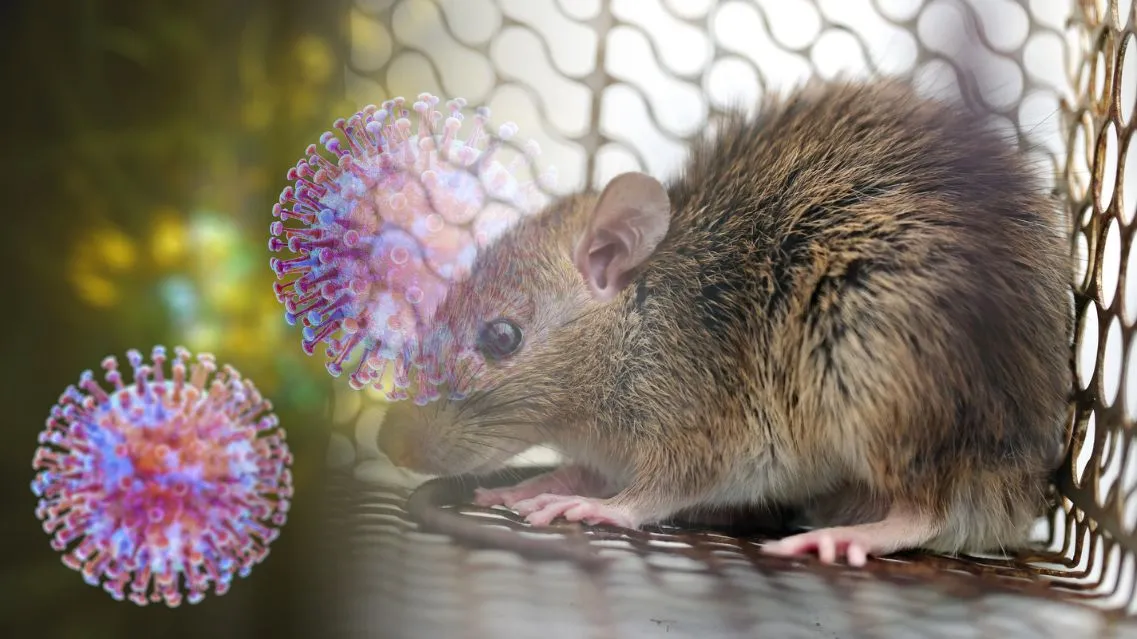 Virus Dobrava Belgrade là gì? Có nguy hiểm không?