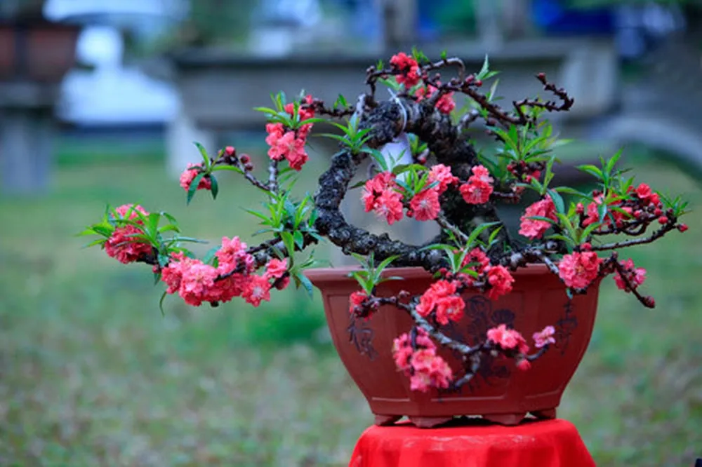 Cách chọn và giữ hoa đào tươi lâu suốt tết cần lưu ý điều gì?