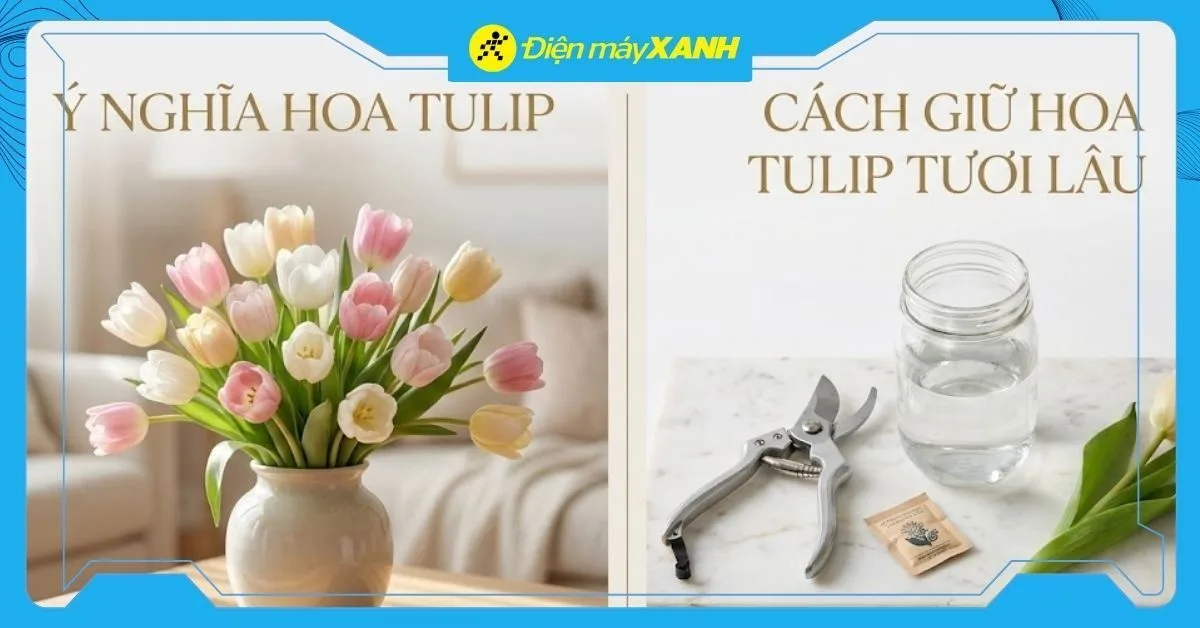 Ý nghĩa hoa Tulip: Kỹ thuật trồng và Bí quyết cắm hoa Tulip tươi lâu
