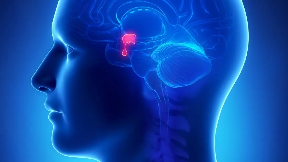 Tuyến yên là gì? Khám phá chức năng và tầm quan trọng trong hệ nội tiết