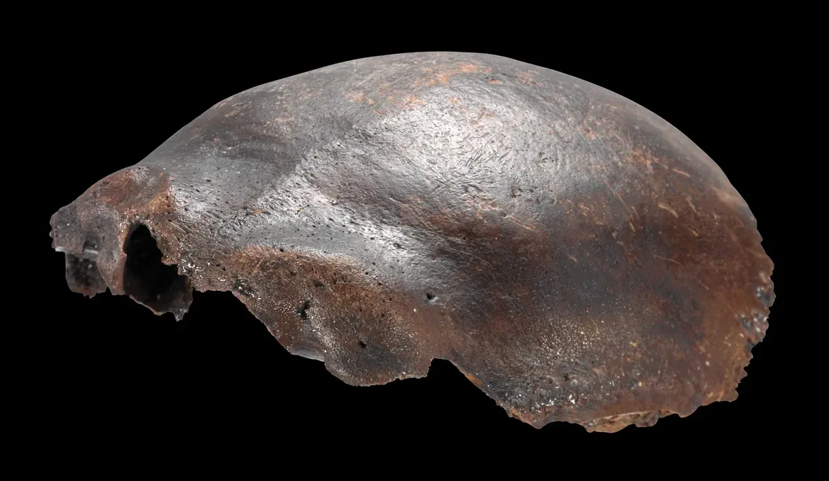 Hộp sọ được cho là của người lai Neanderthal, từng gây chấn động khoa học: Nghiên cứu mới hé lộ sự thật bất ngờ