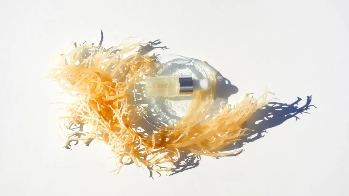 Sea Moss Gel là gì và có công dụng gì với sức khỏe?