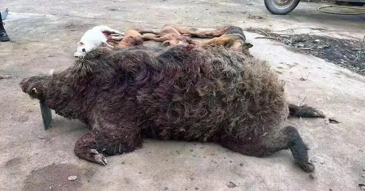 Lợn rừng nặng 200kg từng hạ vô số chó săn trong một năm: Liệu chúng có thực sự nguy hiểm hơn hổ?
