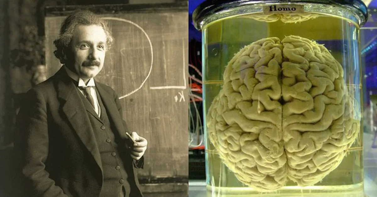 Công nghệ lập bản đồ RNA mới mở ra cơ hội giải mã bộ não Einstein và kho báu di truyền bị lãng quên