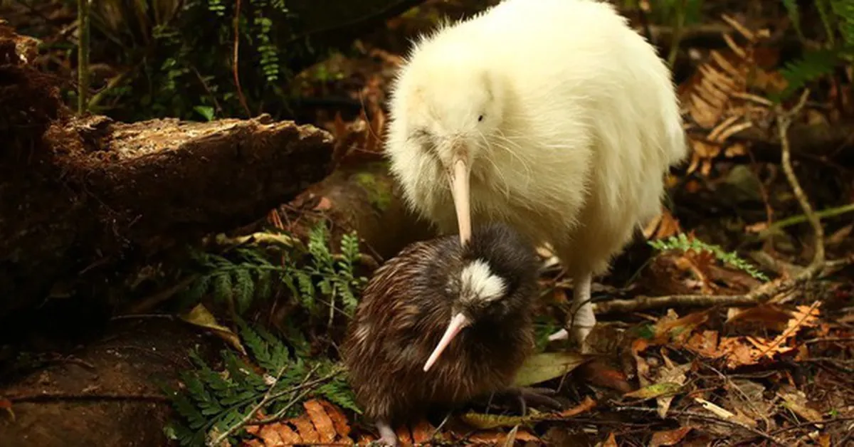 Chim kiwi trắng quý hiếm bất ngờ xuất hiện giữa ban ngày ở New Zealand