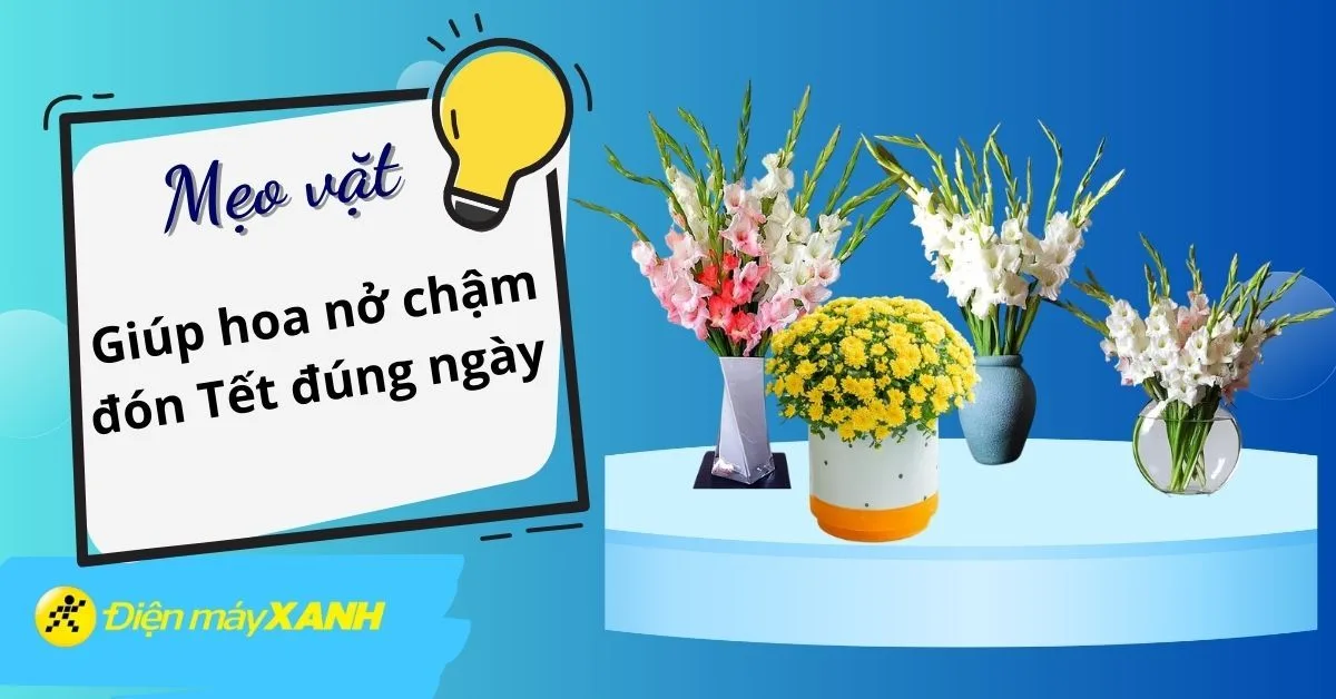Mẹo hay giúp hoa nở chậm đón Tết đúng ngày