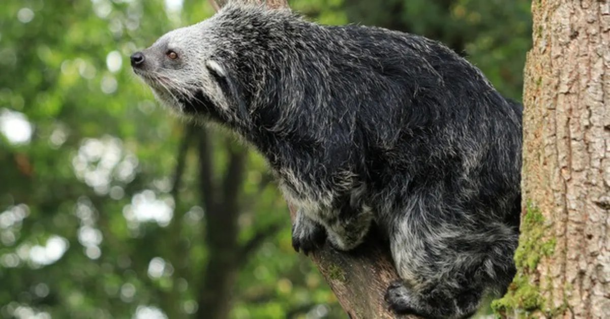 Binturong: Sinh vật bí ẩn được 'lai tạo' giữa gấu và mèo với hương thơm bỏng ngô đặc trưng giữa rừng già