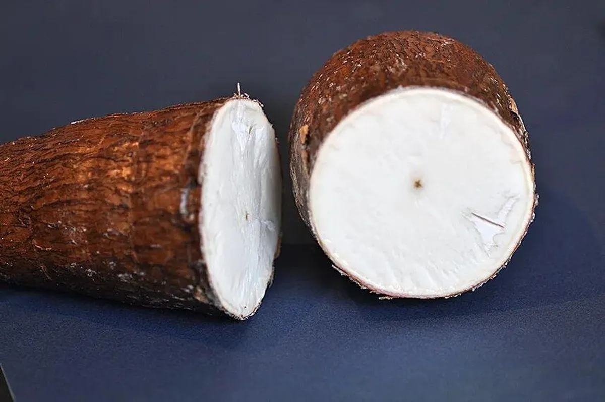 Bí ẩn về loài cây mang kịch độc chết người nhưng lại là nguồn lương thực nuôi sống hàng trăm triệu sinh mệnh