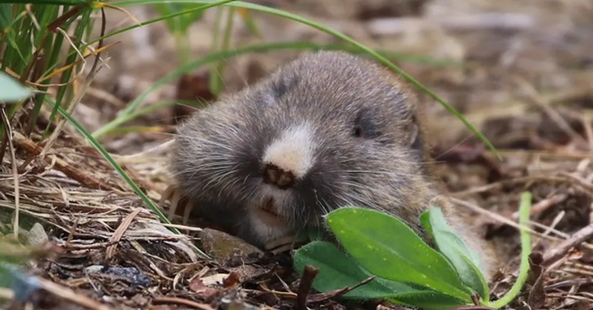 Các nhà khoa học thả chuột gophers xuống 'vùng đất chết' trong 24 giờ, bốn thập kỷ sau ai cũng phải ngạc nhiên vì hành động này!