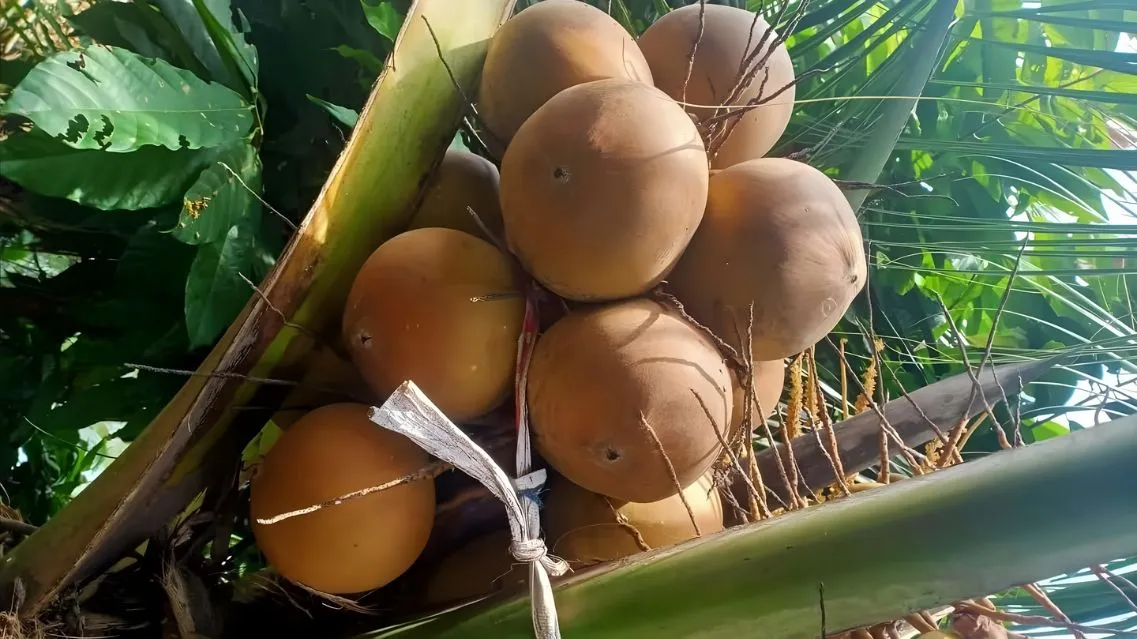 Dừa dâu là gì? Thành phần dinh dưỡng và công dụng bất ngờ