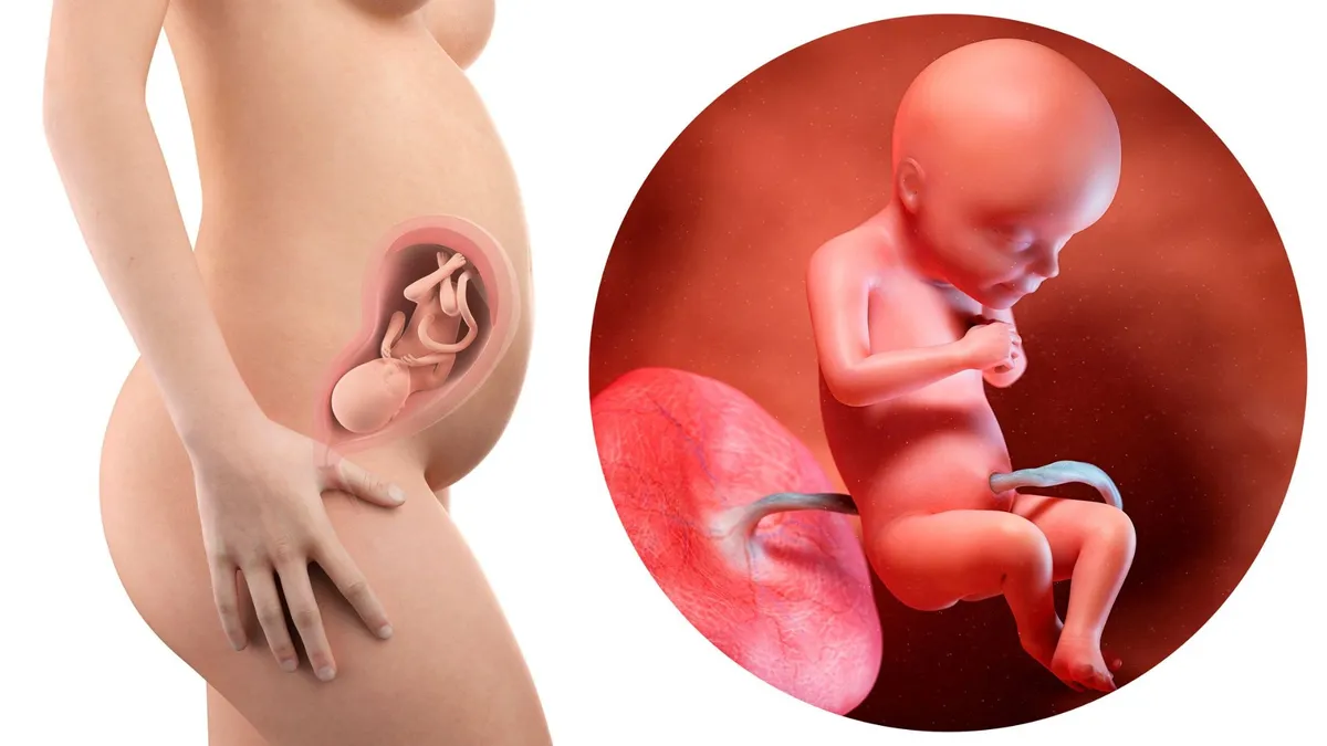 Rau bám mặt trước hay sau tốt hơn cho thai nhi và mẹ bầu?