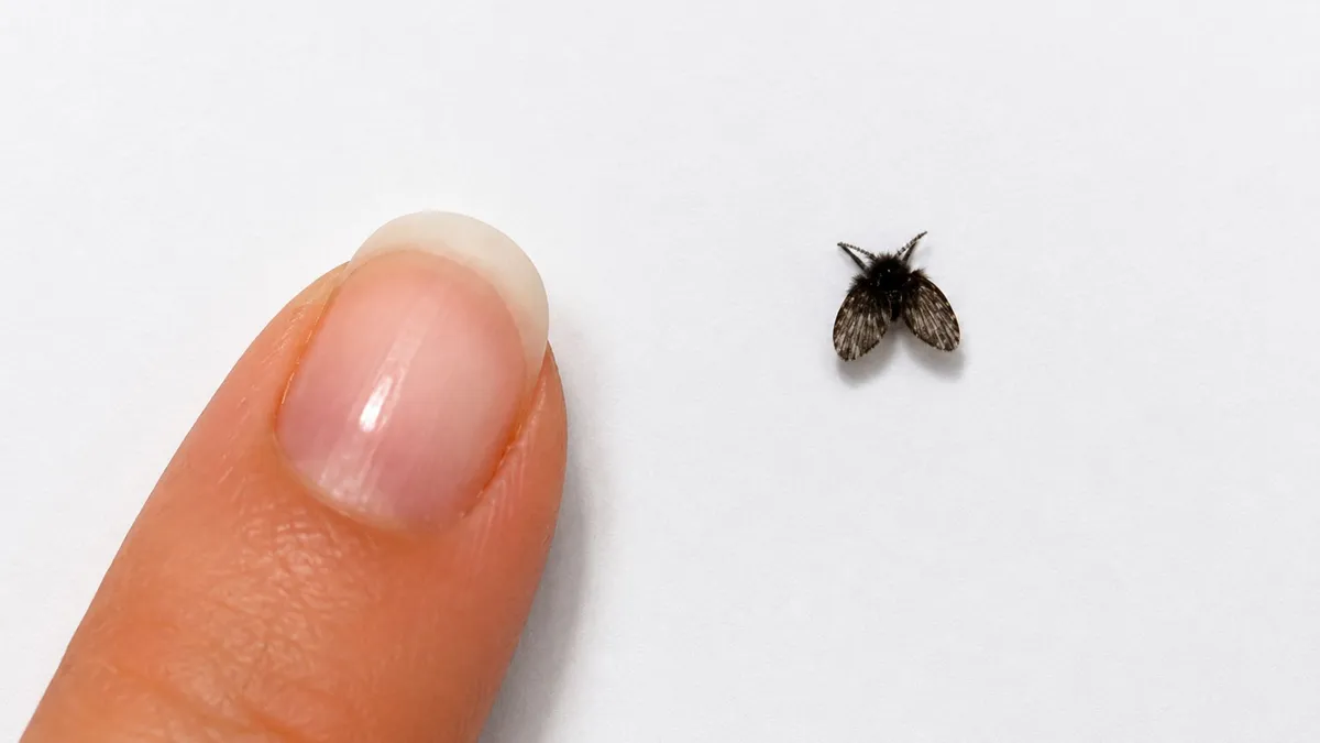 Cách đuổi bồ hóng hiệu quả, an toàn và dễ thực hiện tại nhà