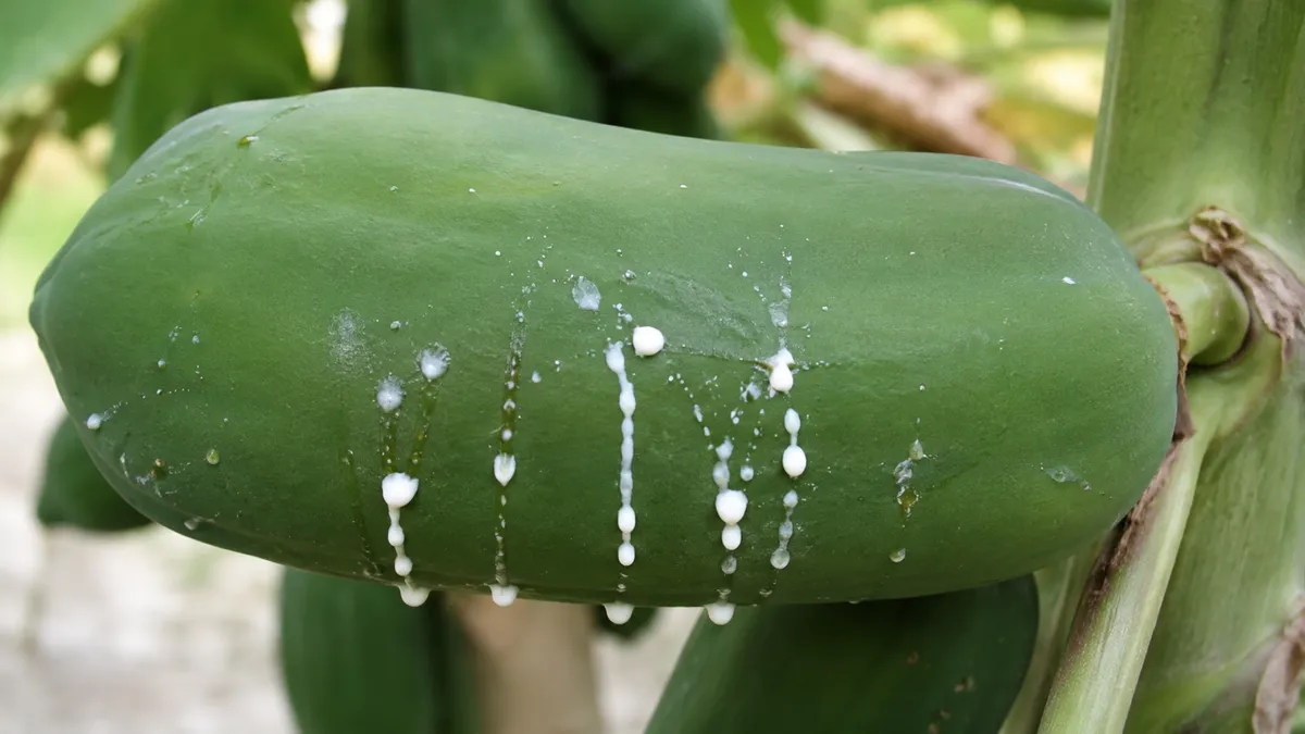Tác hại của nhựa đu đủ và lưu ý cần biết