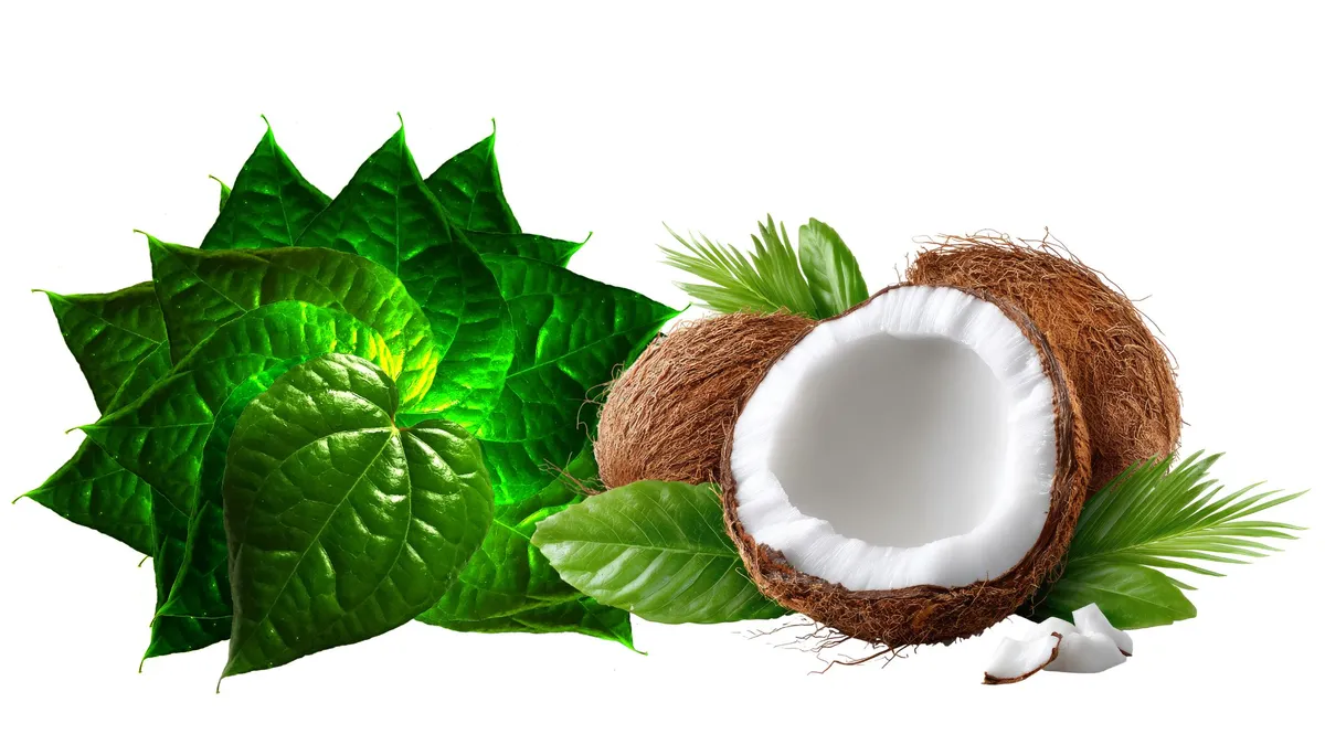 Lá lốt uống với nước dừa trị bệnh gì? Công dụng mang lại có thể bạn chưa biết